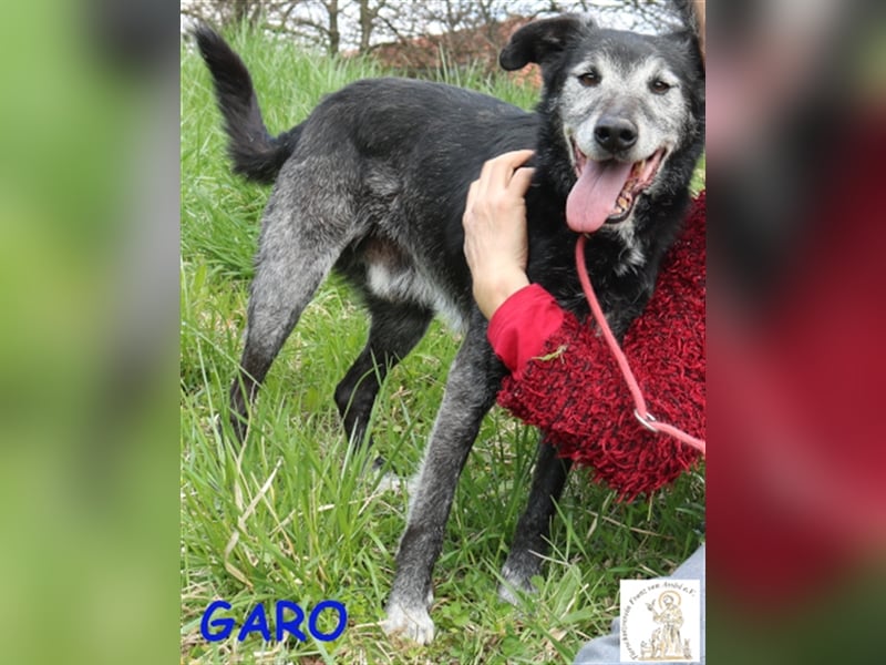 Garo - ein Gentleman mit grauer Schnauze