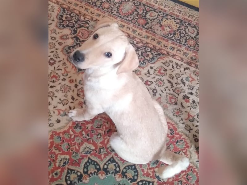 Maxim - junger Bub im Hundesalon