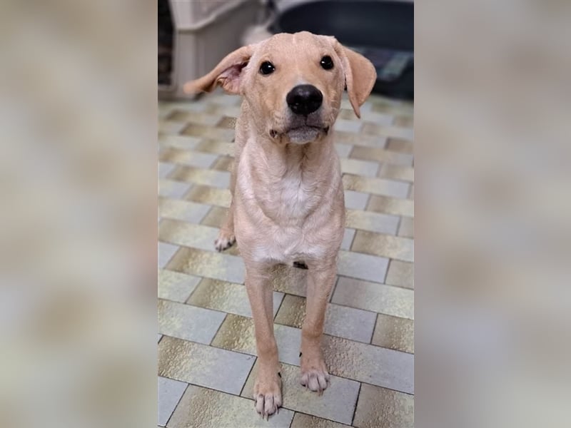 Maxim - junger Bub im Hundesalon