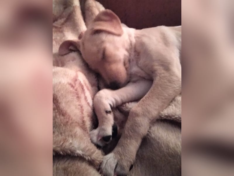 Maxim - junger Bub im Hundesalon