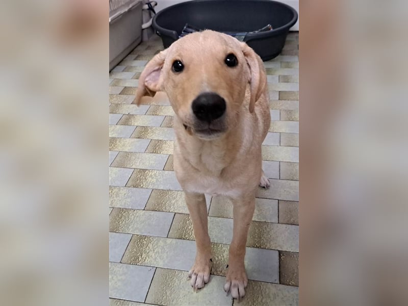 Maxim - junger Bub im Hundesalon