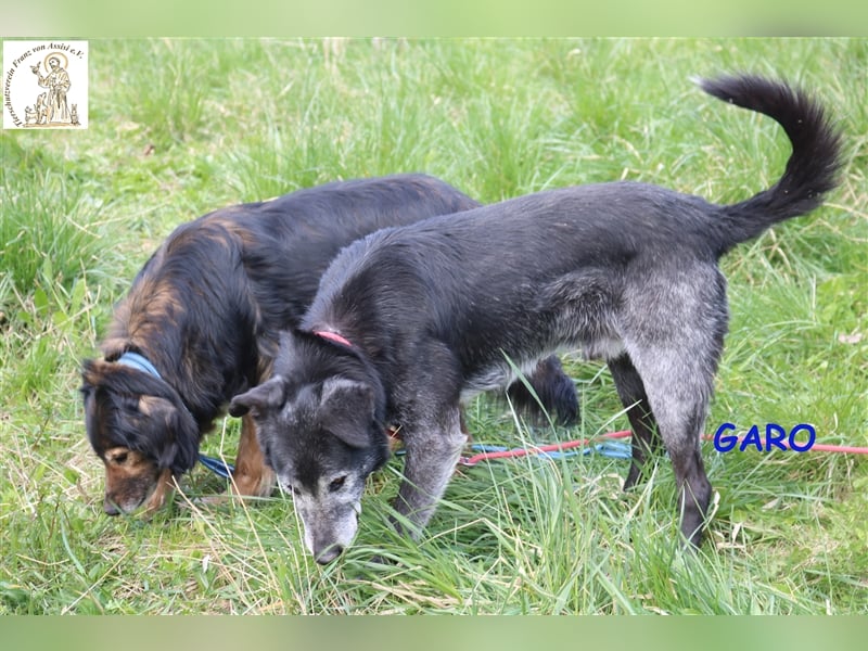 Garo - ein Gentleman mit grauer Schnauze
