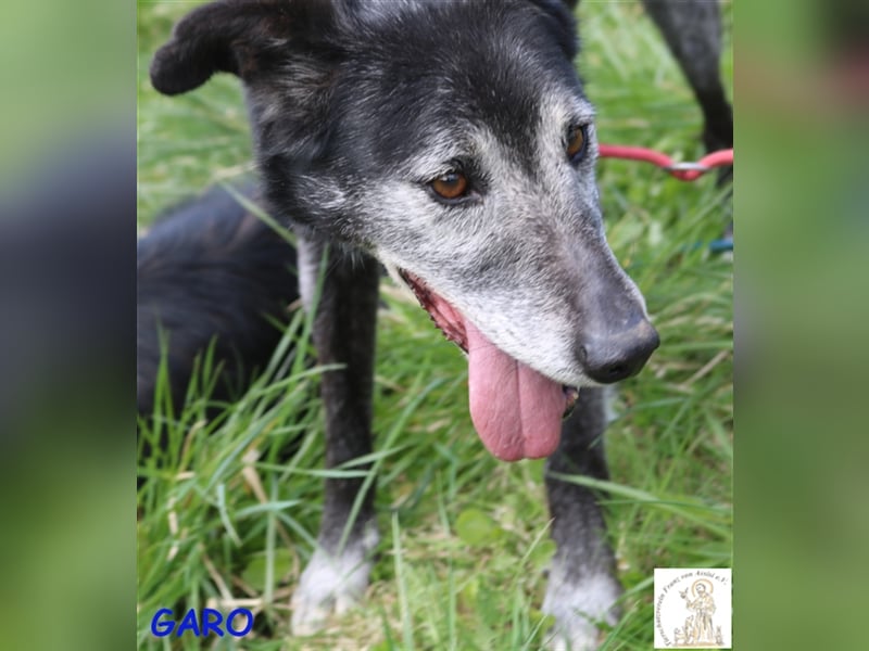 Garo - ein Gentleman mit grauer Schnauze