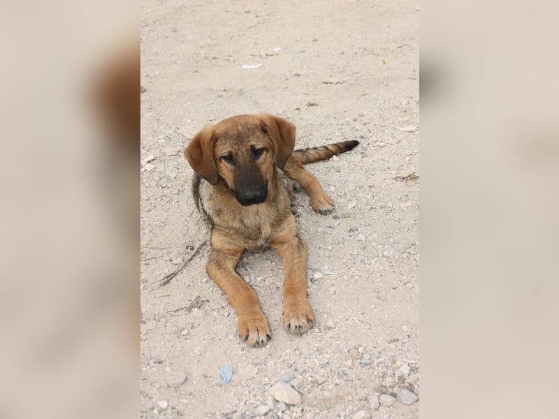 Welpen-Junge sucht warmes Körbchen!
