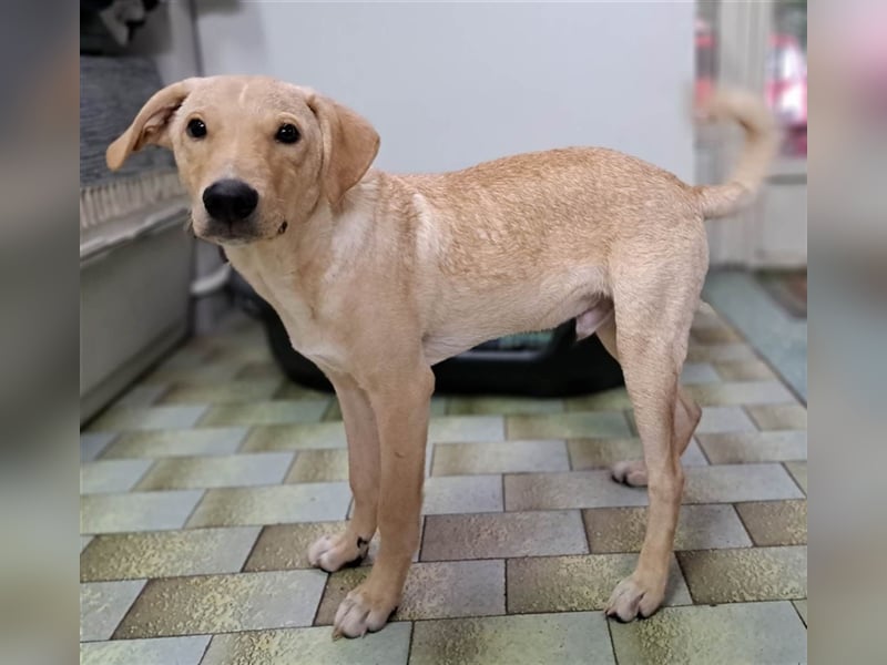 Maxim - junger Bub im Hundesalon