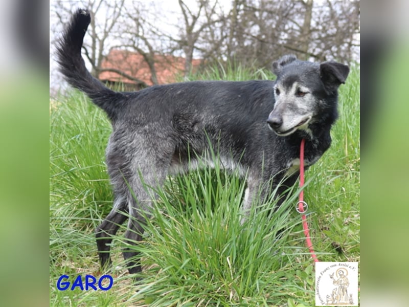 Garo - ein Gentleman mit grauer Schnauze