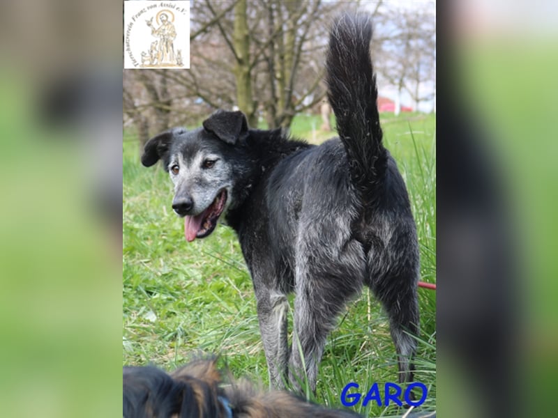 Garo - ein Gentleman mit grauer Schnauze