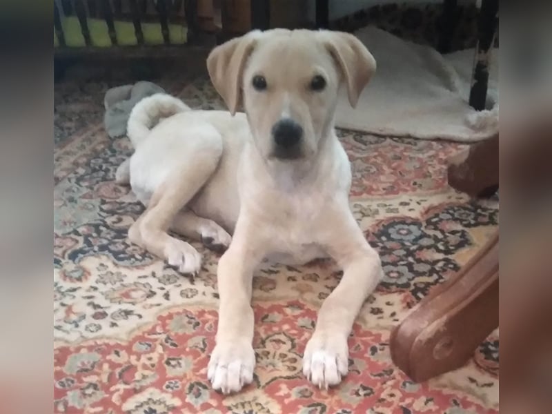 Maxim - junger Bub im Hundesalon
