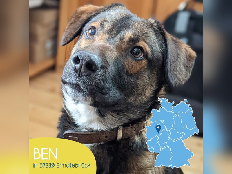 Cleverer Ben sucht seine Menschen