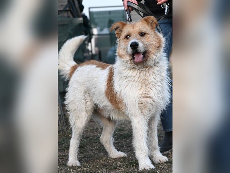 Freundlicher Bruno sucht sein Zuhause