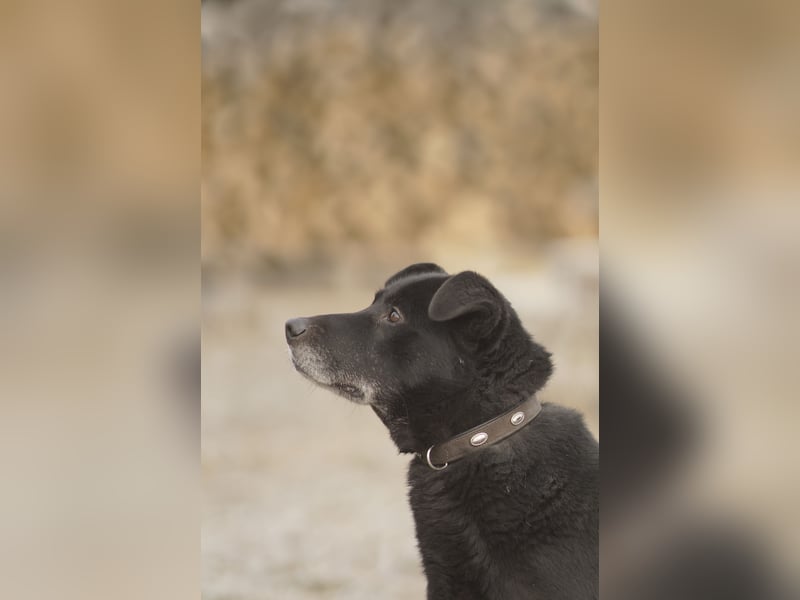 Liebenswerter Opi Charlie sucht sein Körbchen