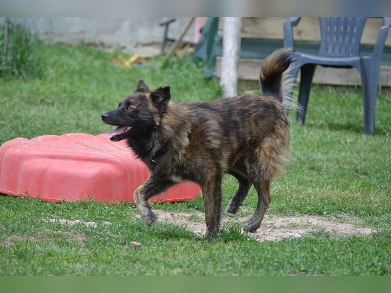 Freundlicher Timmy sucht seine Familie