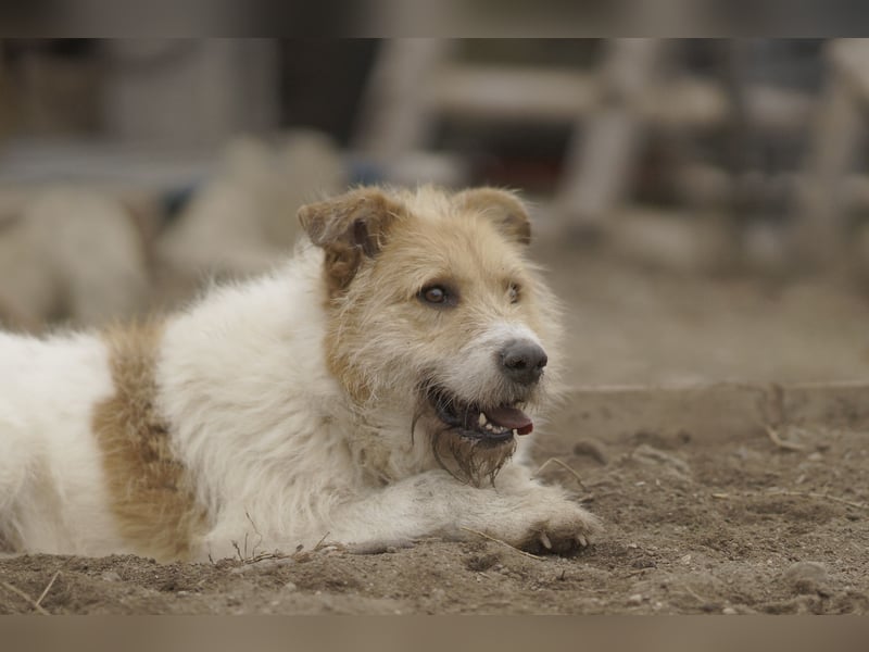 Freundlicher Bruno sucht sein Zuhause
