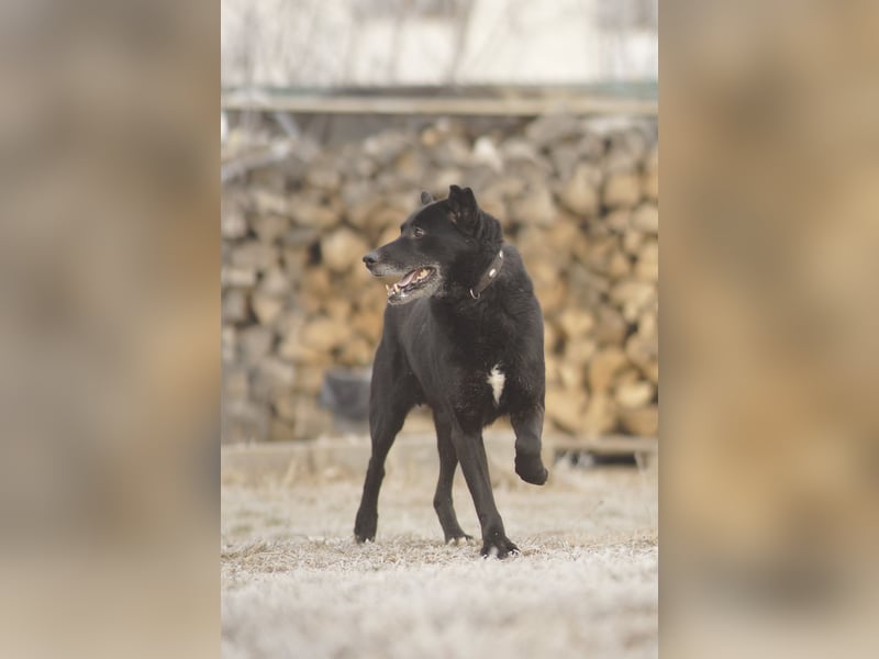 Liebenswerter Opi Charlie sucht sein Körbchen