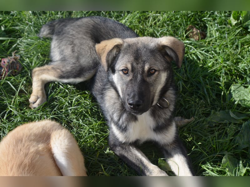 Aufgeschlossener Max sucht seine Familie