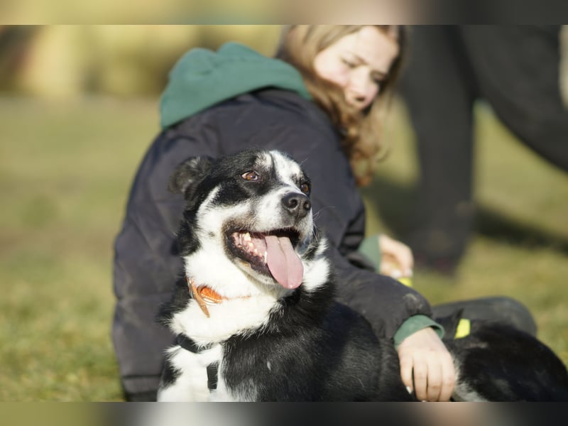 Souveräner Dayo sucht sein Zuhause