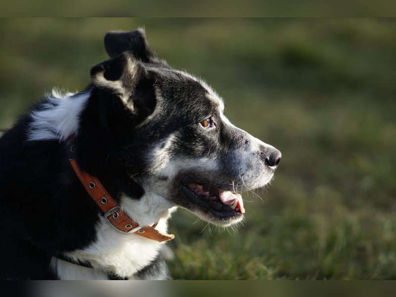 Souveräner Dayo sucht sein Zuhause