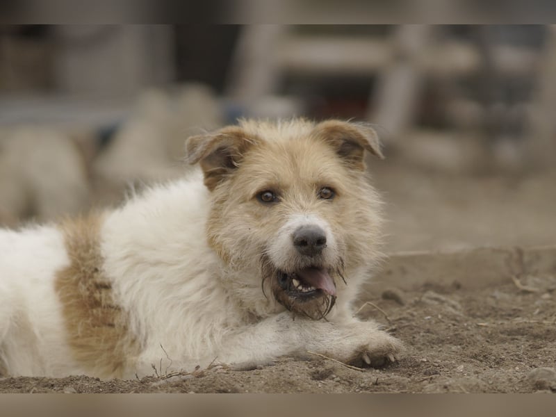 Freundlicher Bruno sucht sein Zuhause