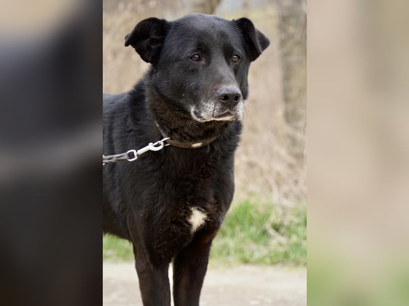 Liebenswerter Opi Charlie sucht sein Körbchen