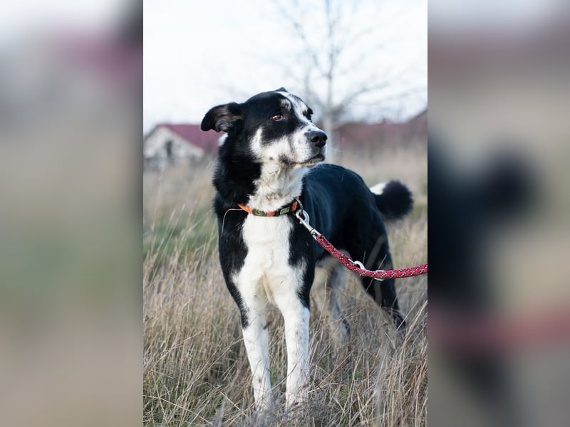 Souveräner Dayo sucht sein Zuhause