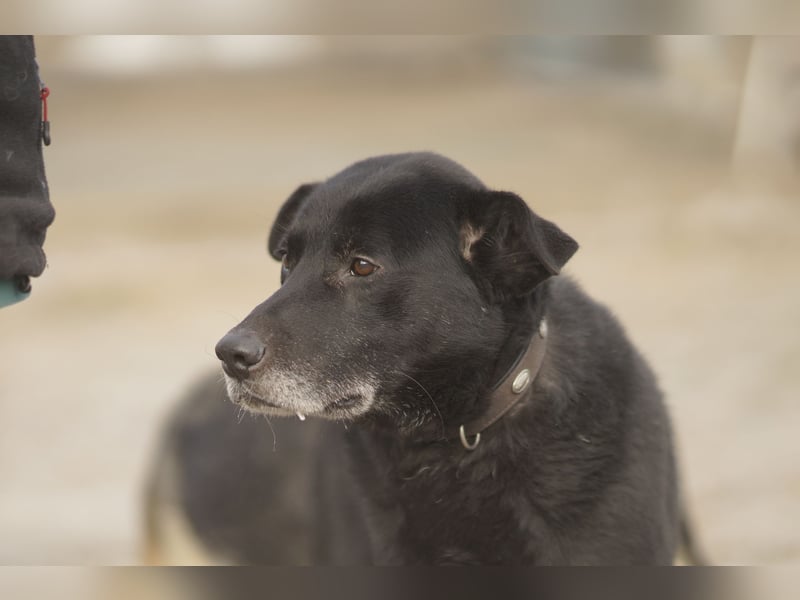 Liebenswerter Opi Charlie sucht sein Körbchen