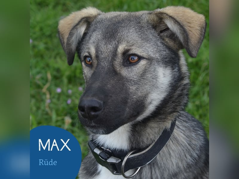 Aufgeschlossener Max sucht seine Familie