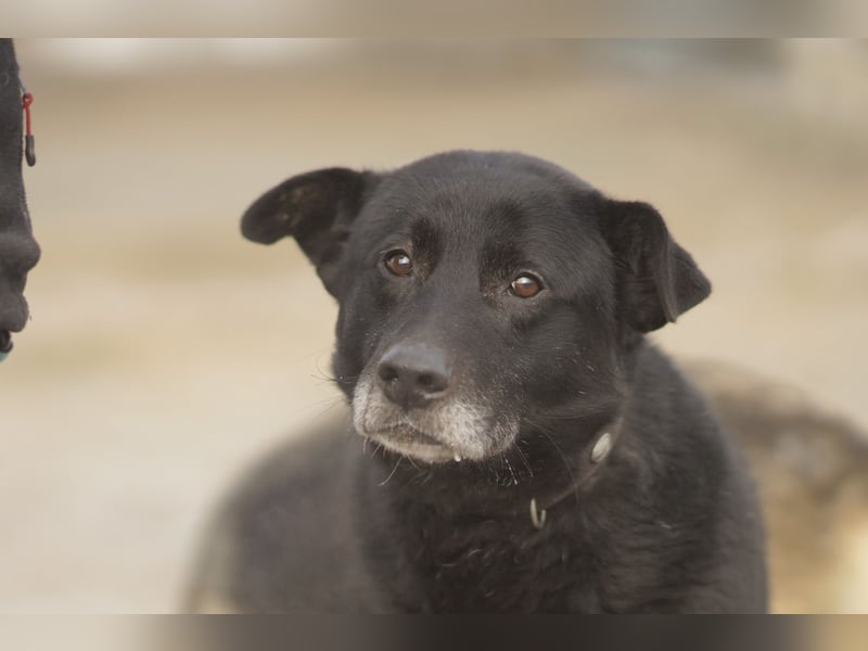 Liebenswerter Opi Charlie sucht sein Körbchen
