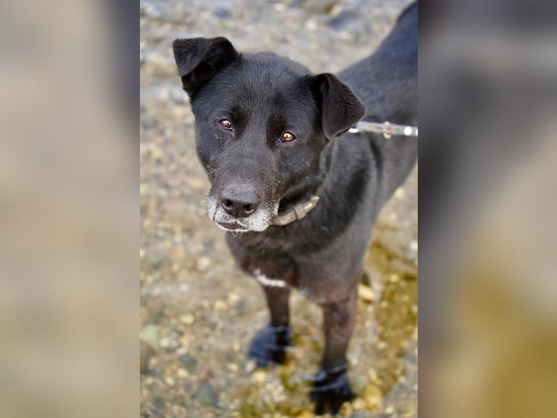Liebenswerter Opi Charlie sucht sein Körbchen