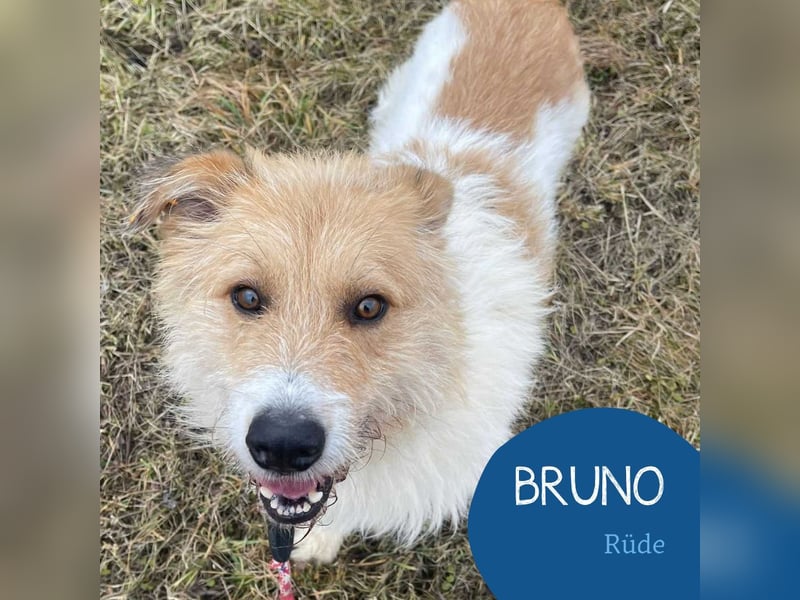 Freundlicher Bruno sucht sein Zuhause