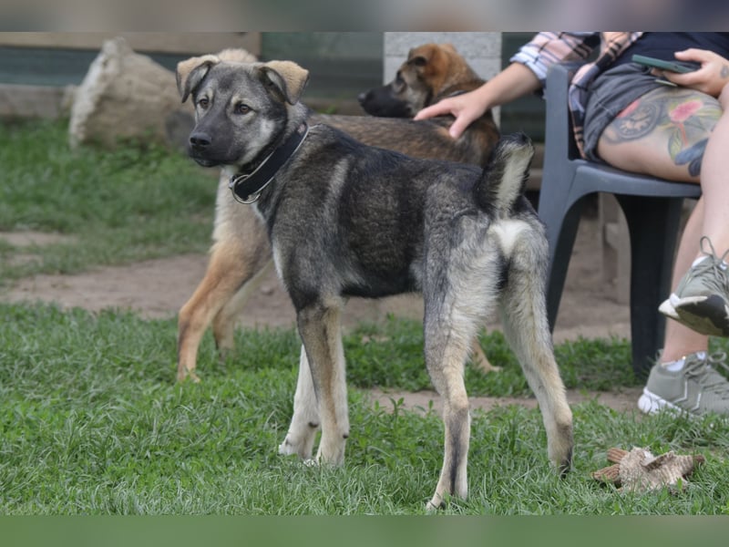Aufgeschlossener Max sucht seine Familie