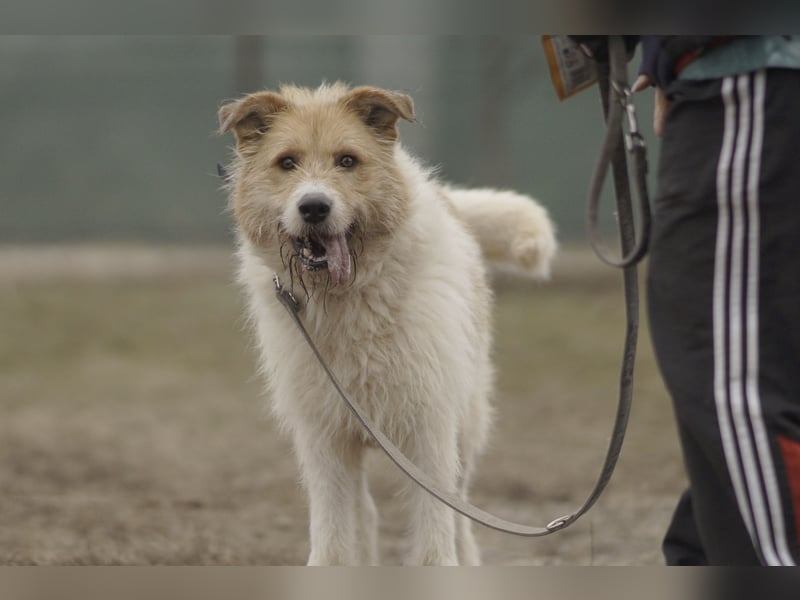 Freundlicher Bruno sucht sein Zuhause