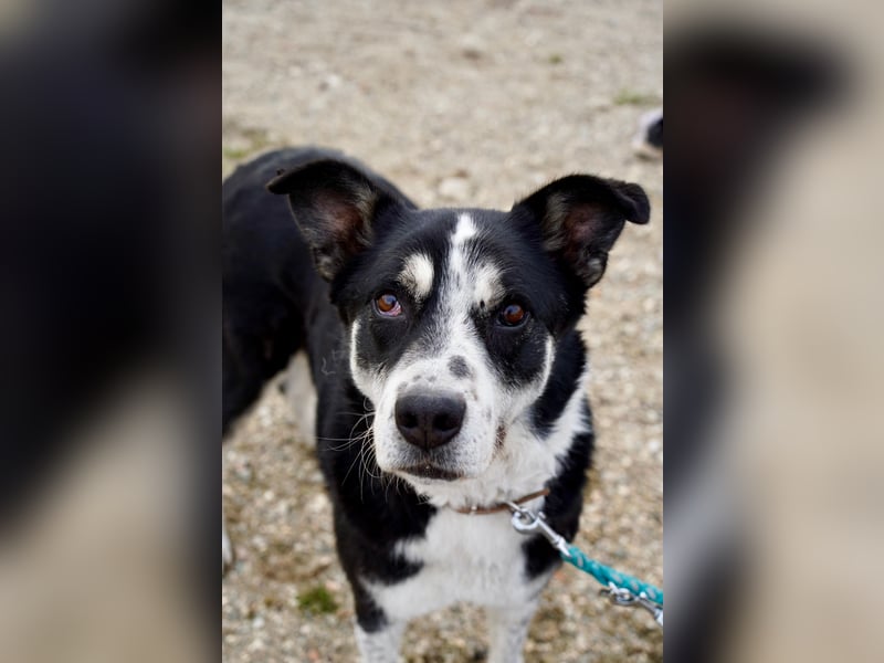 Souveräner Dayo sucht sein Zuhause