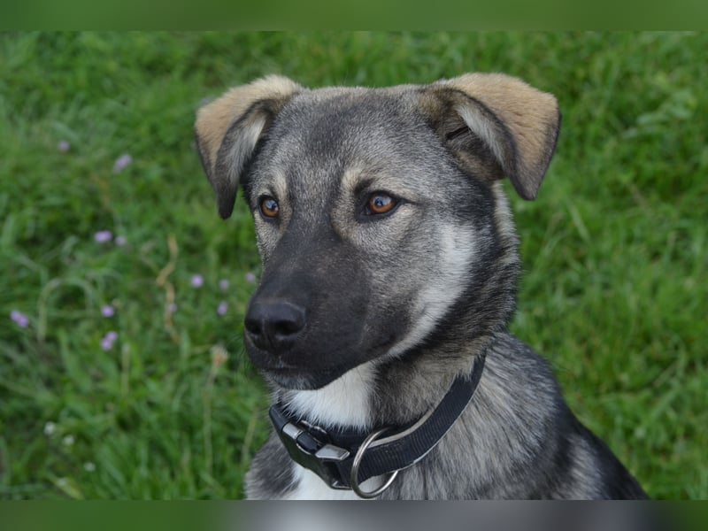 Aufgeschlossener Max sucht seine Familie