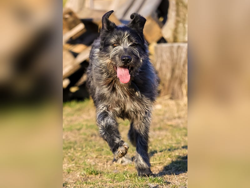 Sportlicher Piet sucht seine Menschen