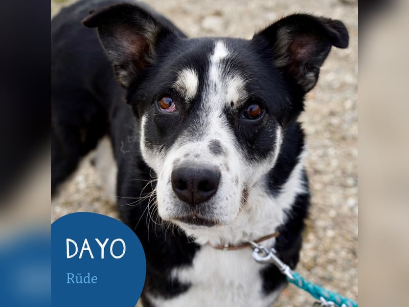 Souveräner Dayo sucht sein Zuhause