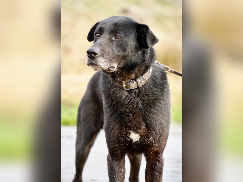 Liebenswerter Opi Charlie sucht sein Körbchen