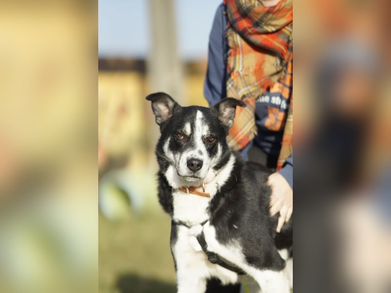 Souveräner Dayo sucht sein Zuhause