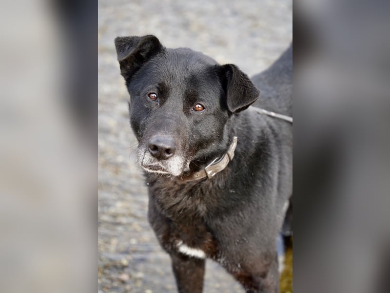 Liebenswerter Opi Charlie sucht sein Körbchen