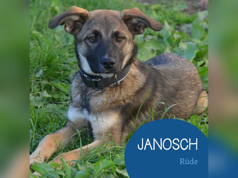 Aufgeschlossener Janosch sucht sein Zuhause