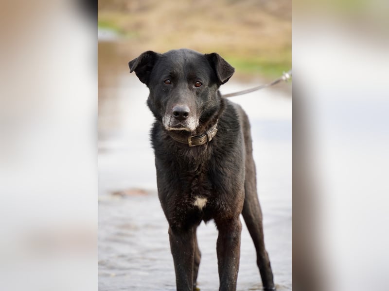Liebenswerter Opi Charlie sucht sein Körbchen