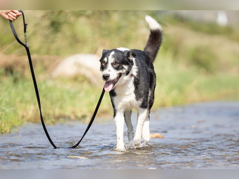 Souveräner Dayo sucht sein Zuhause