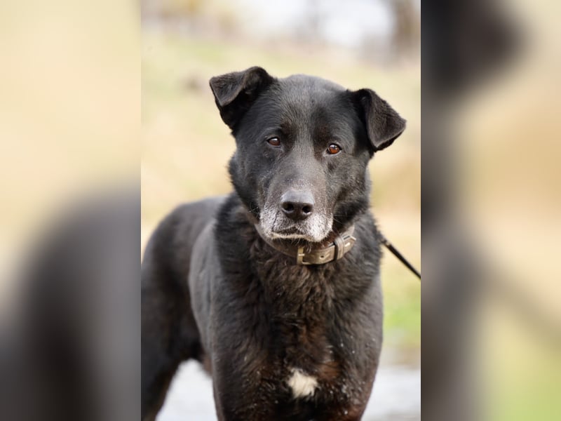 Liebenswerter Opi Charlie sucht sein Körbchen
