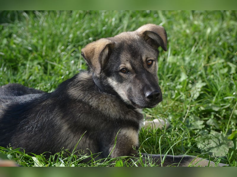 Aufgeschlossener Max sucht seine Familie