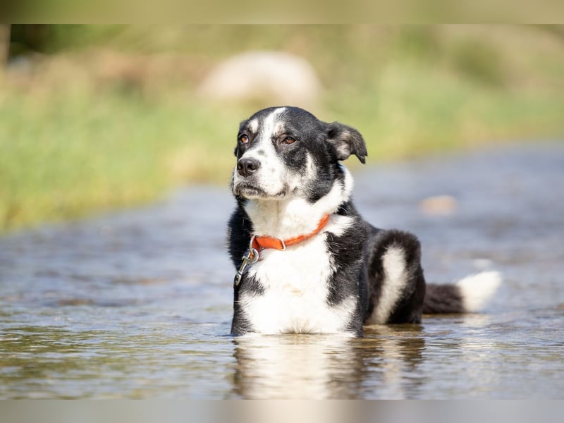 Souveräner Dayo sucht sein Zuhause