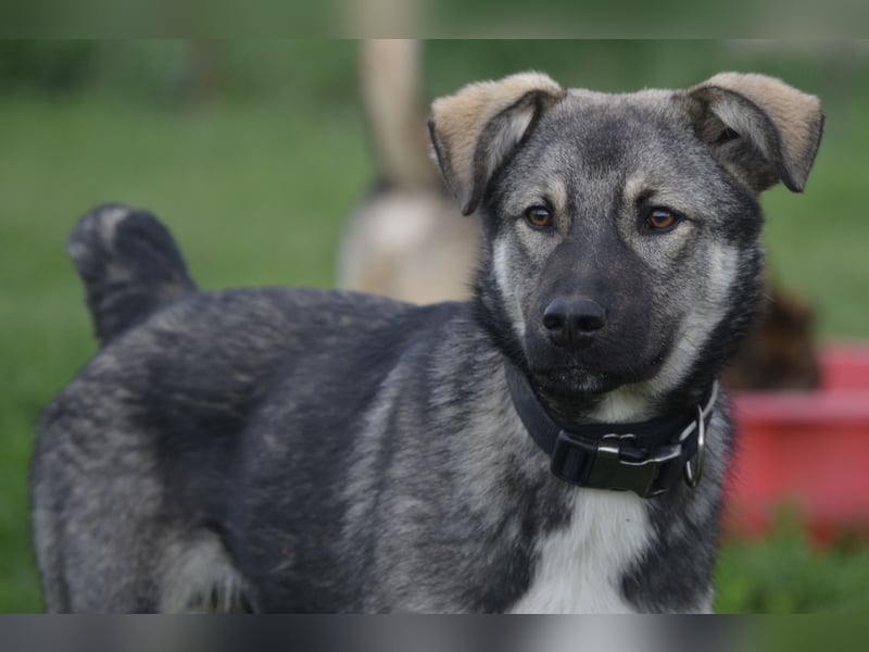 Aufgeschlossener Max sucht seine Familie