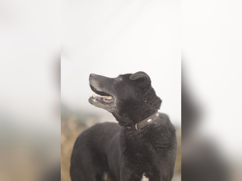 Liebenswerter Opi Charlie sucht sein Körbchen