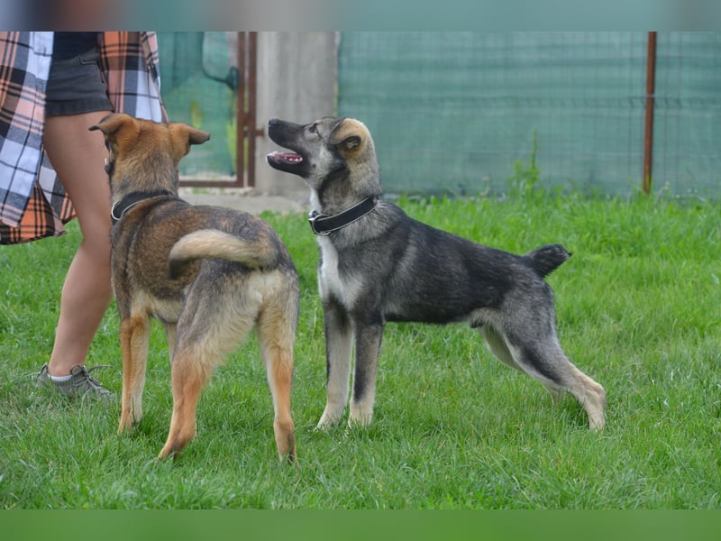 Aufgeschlossener Max sucht seine Familie