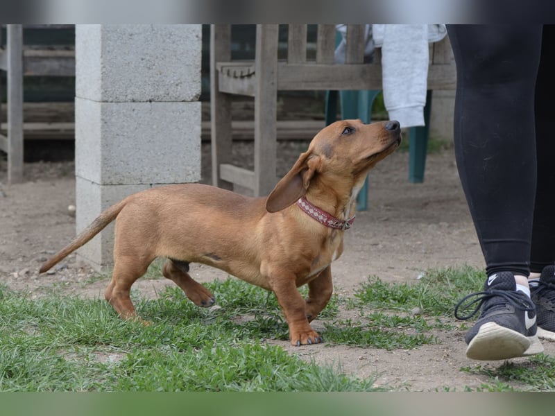 Fröhlicher Tweeny sucht sein Zuhause