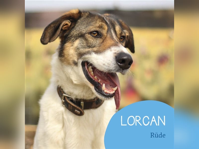 Aufgeschlossener Lorcan sucht erfahrene Menschen