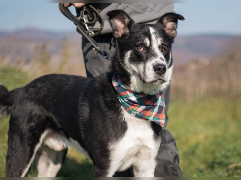 Souveräner Dayo sucht sein Zuhause